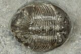 Detailed Scabriscutellum Trilobite - Morocco #359142-3